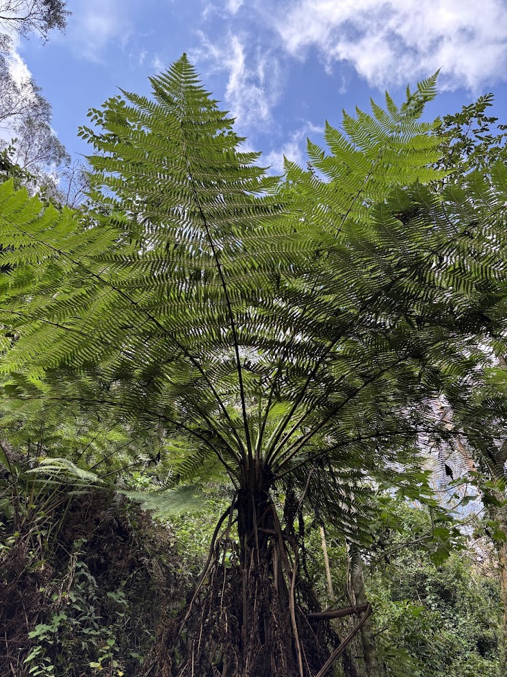 Colombian forest