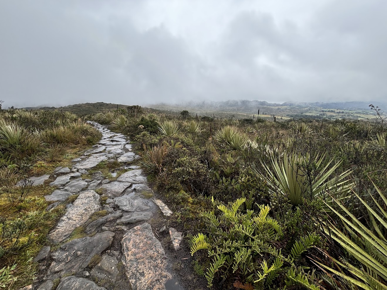 Páramo path