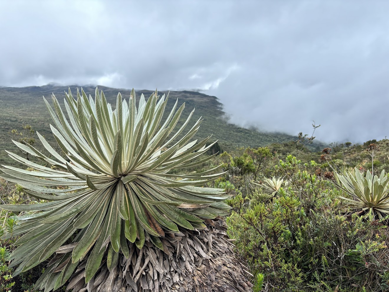 Frailejones páramo